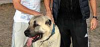 Sivassporlu Ziya Ve Kadir'in Kangal Sevgisi